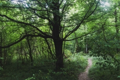 Toujours le sentier