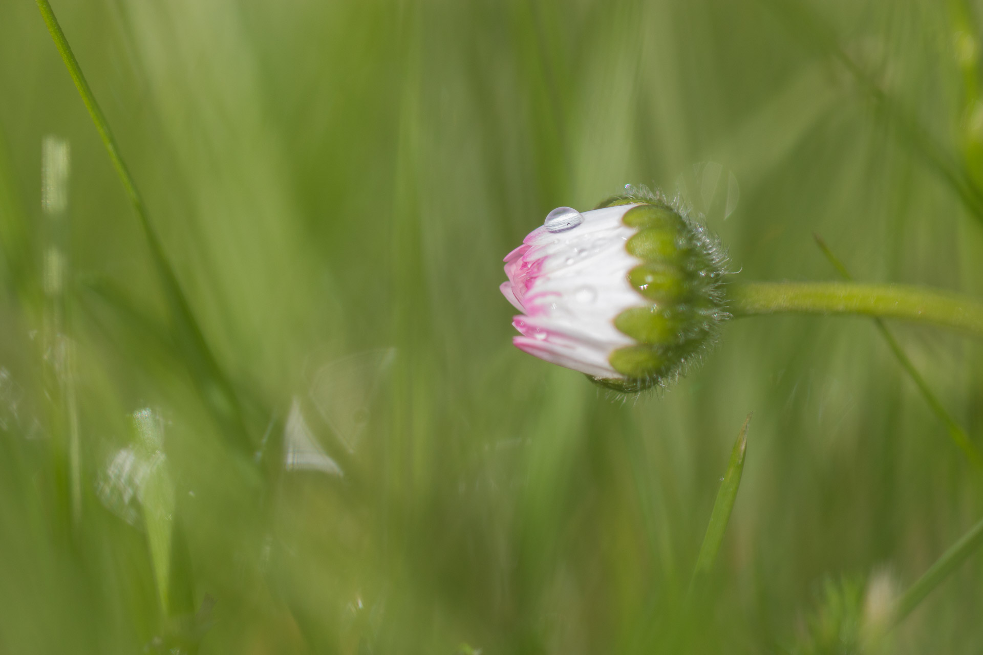 100mm | 1/2000ème | F2.8 | ISO 400