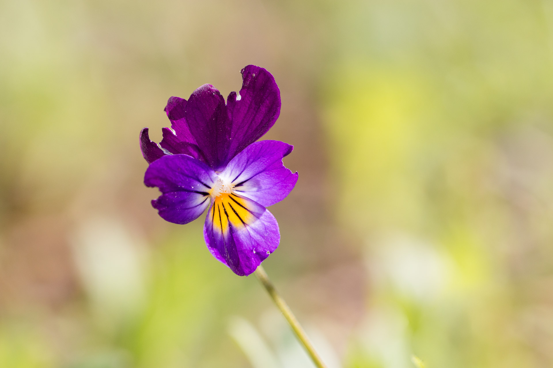 100mm | 1/800ème | F5 | ISO 400