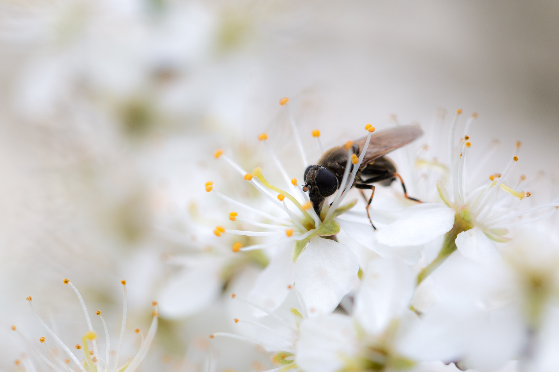 macro-1