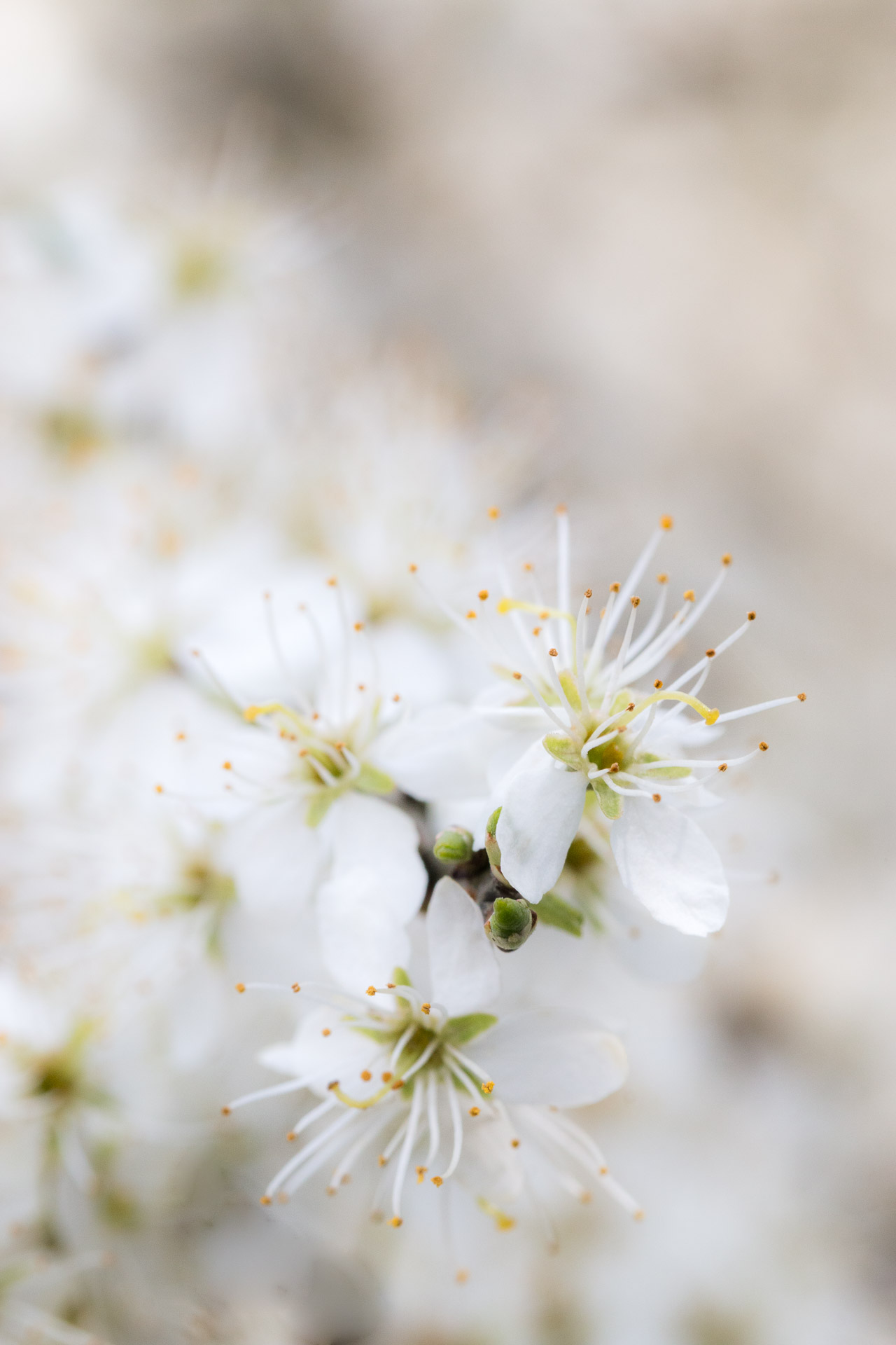 macro-2