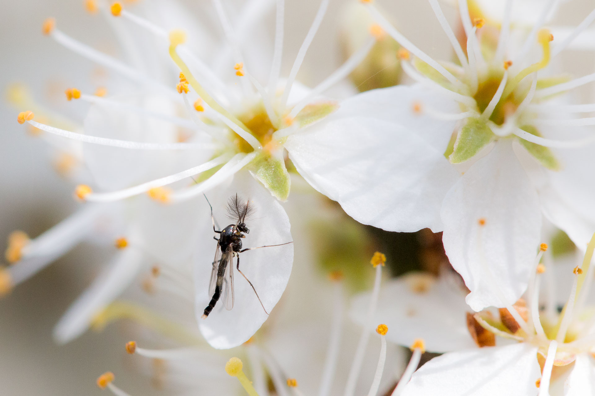 macro-3