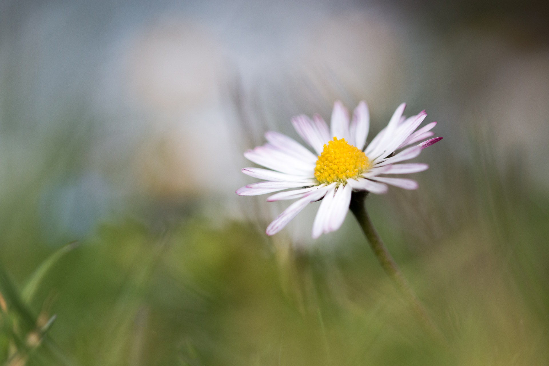 macro-5