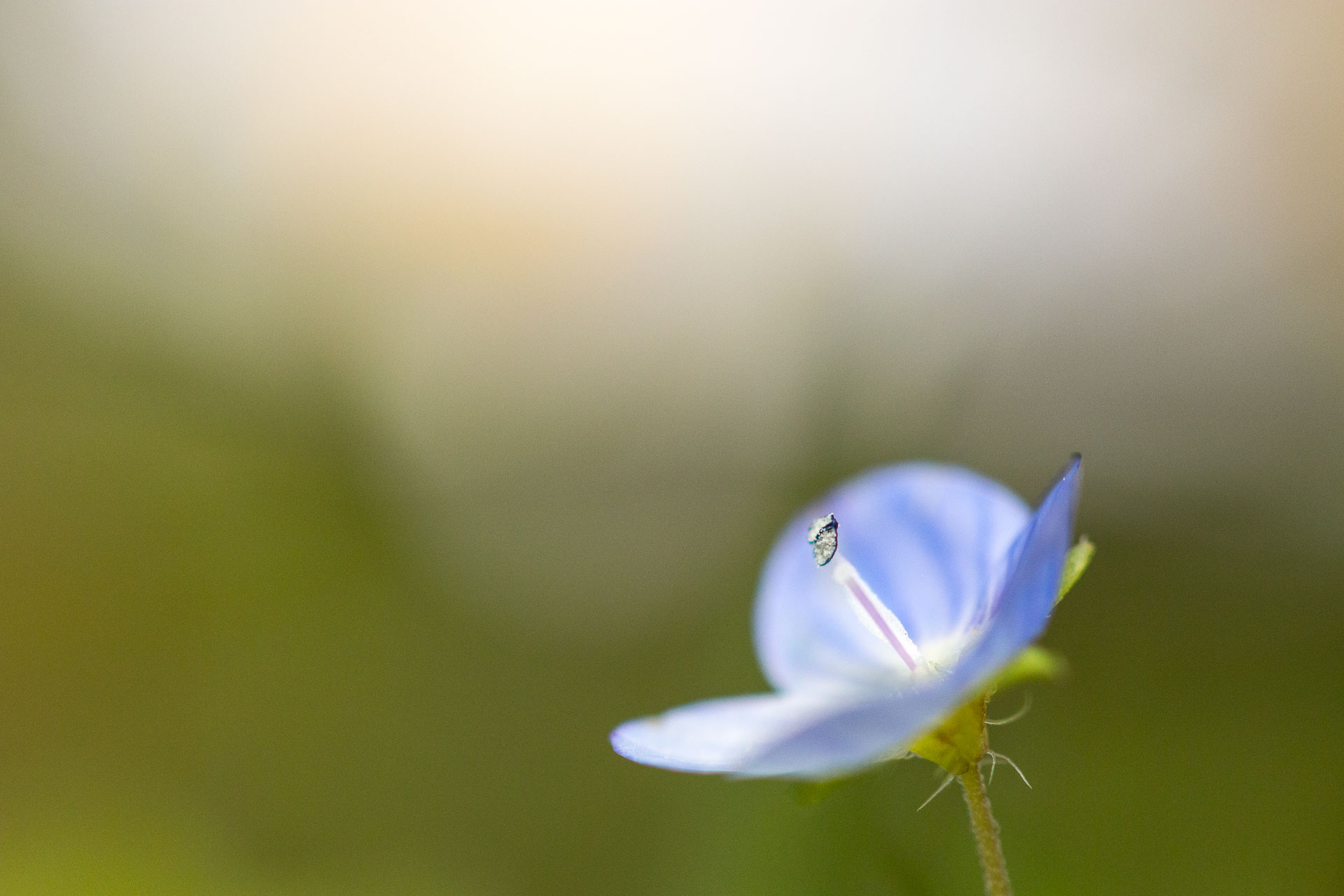 macro-6