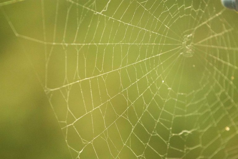 Sur la toile photographique #2