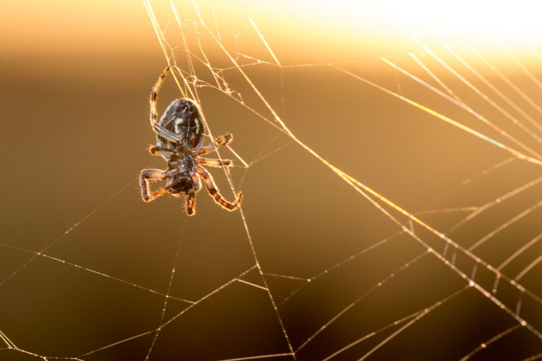 Sur la toile photographique #1
