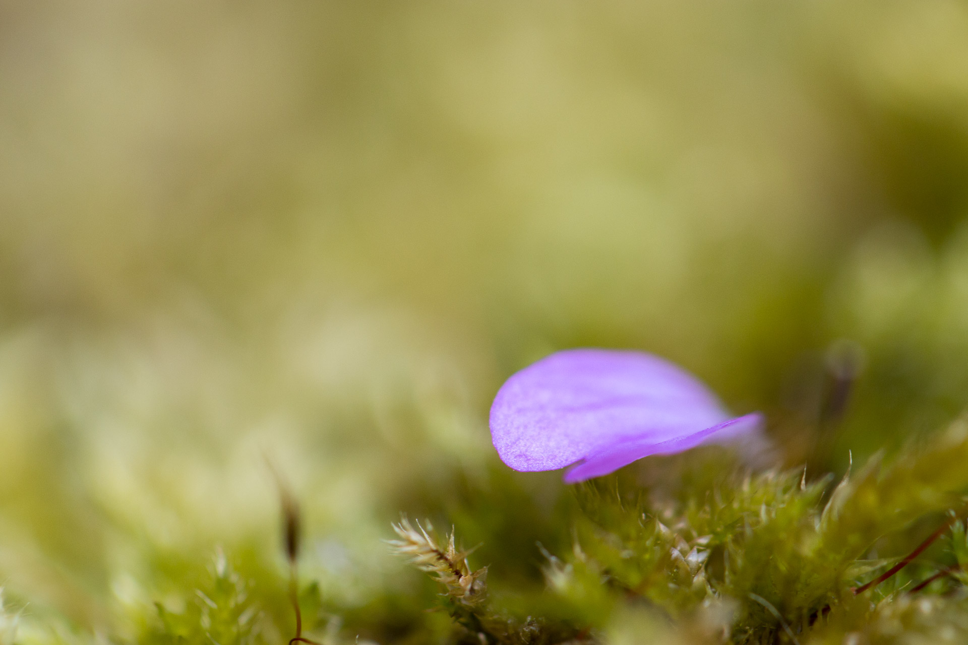 macro-10