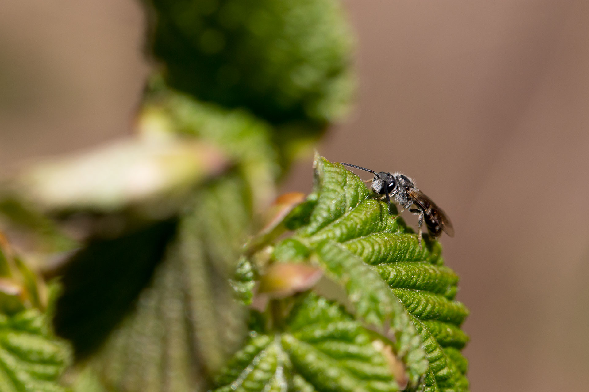 macro-11