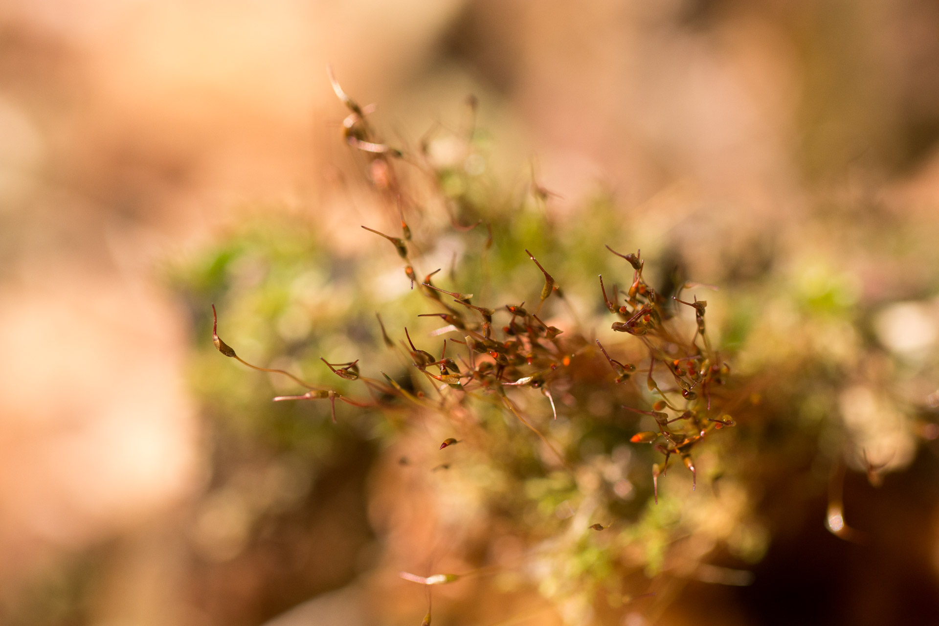 macro-18