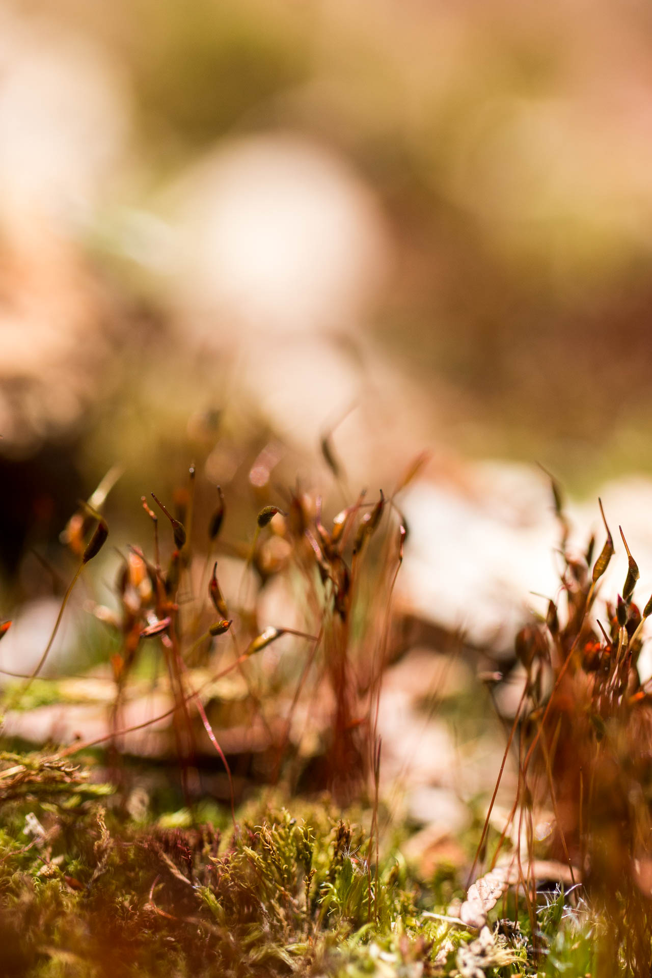 macro-19