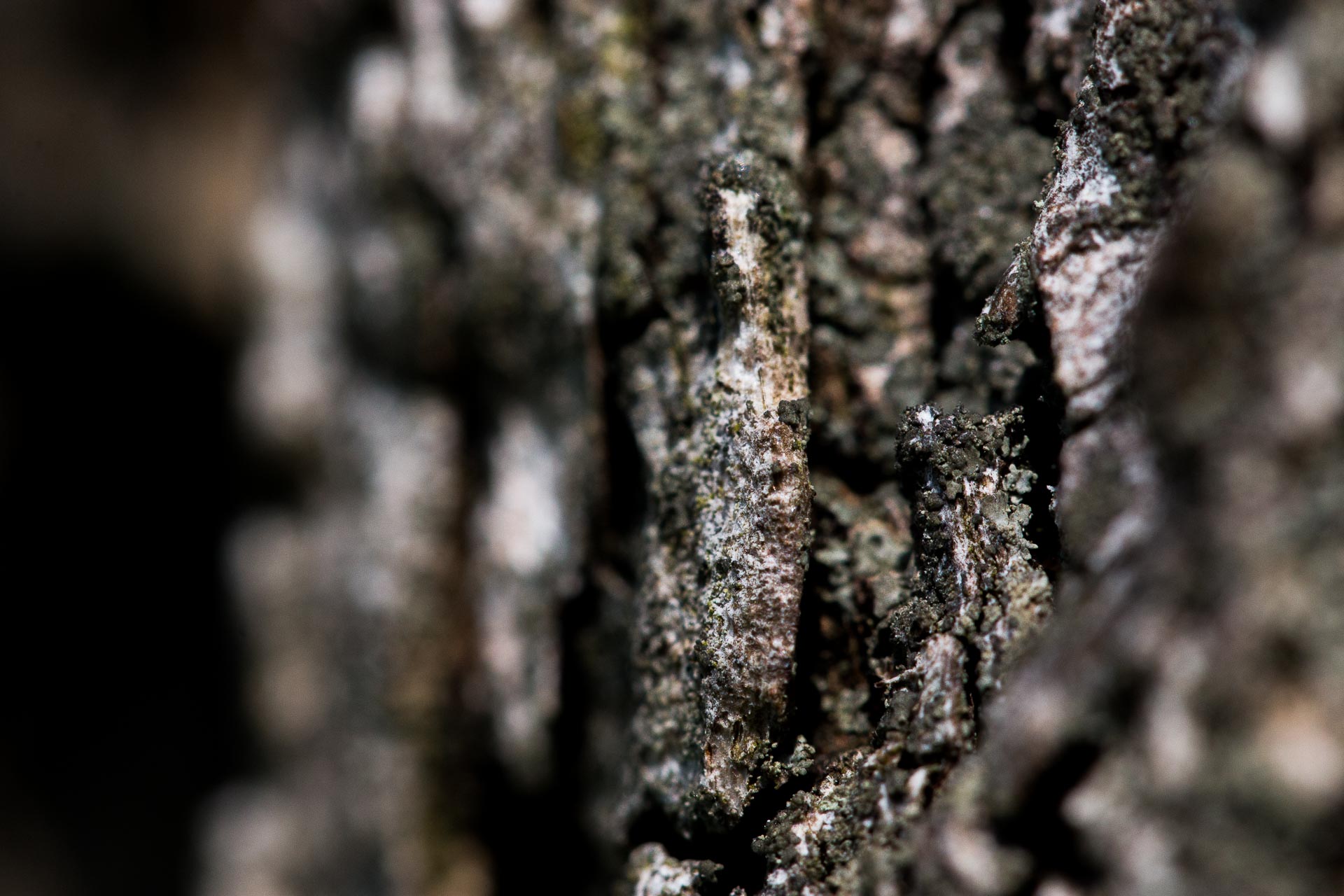 macro-2