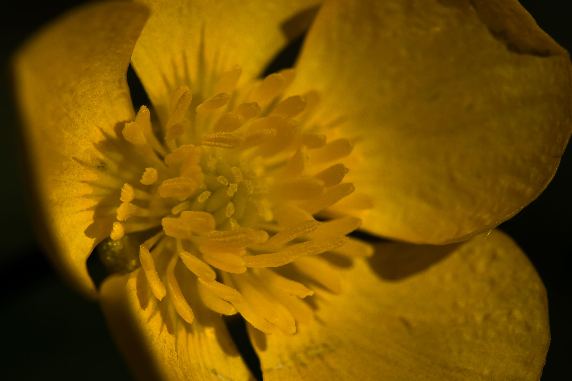 macro-4