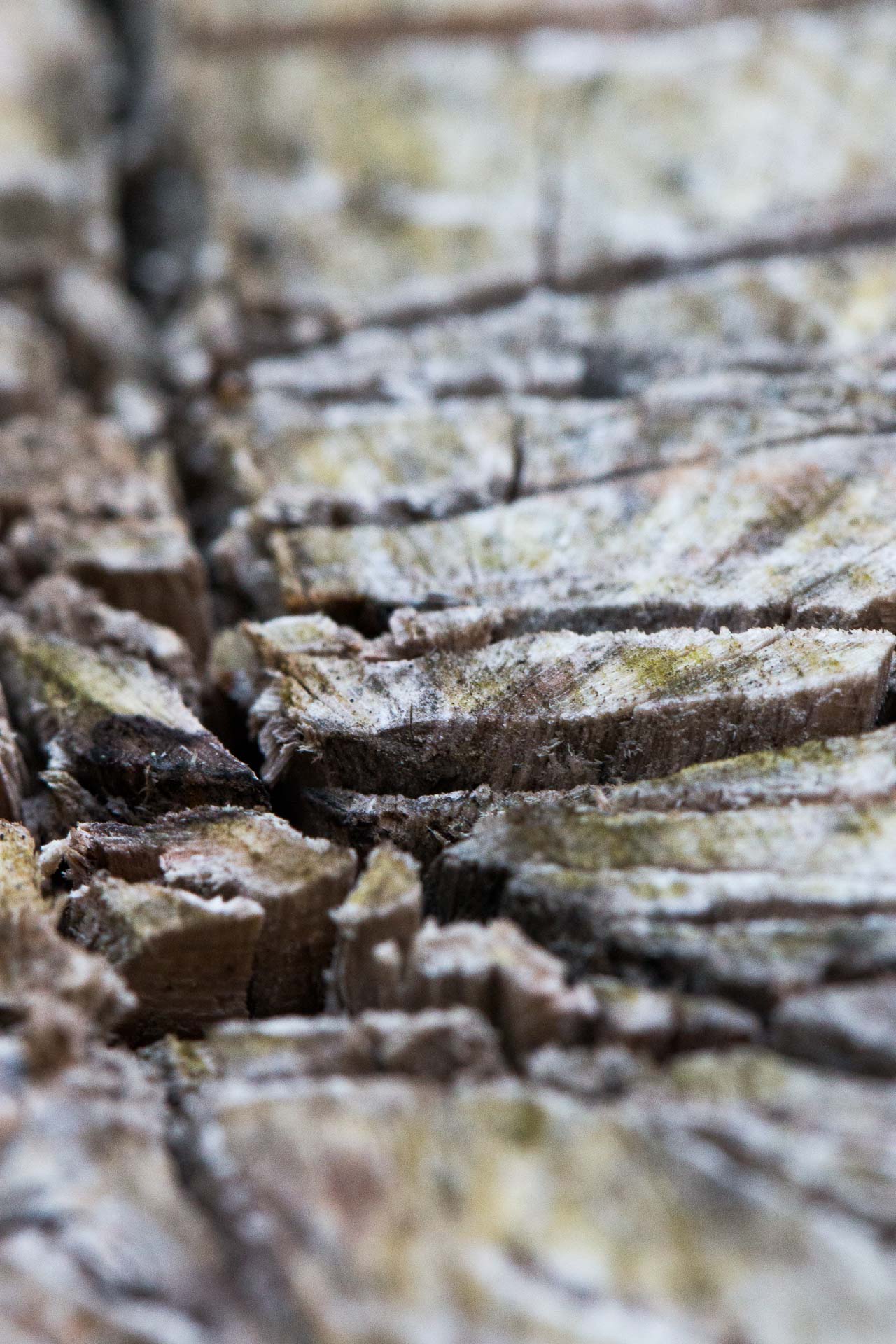 macro-8