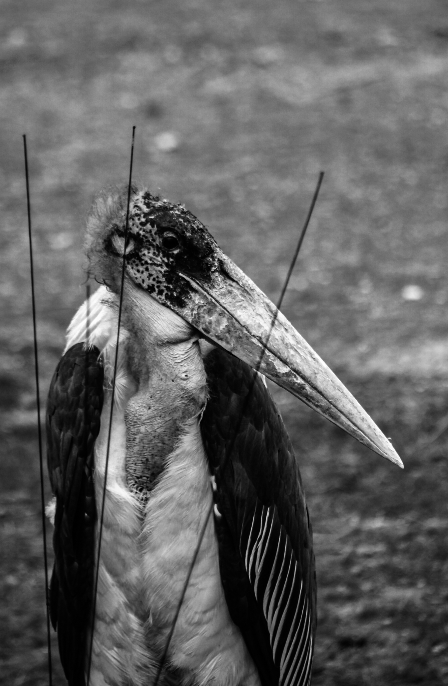 IMG_9917
