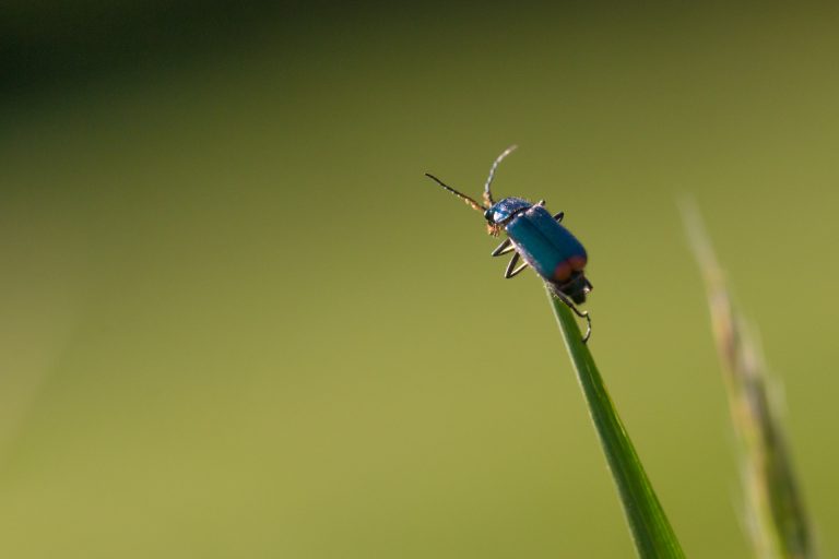 T’as photographié quoi ? #4 : Des bébêtes