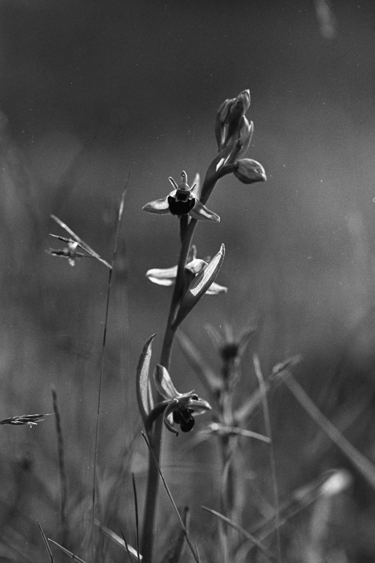 Orchidée