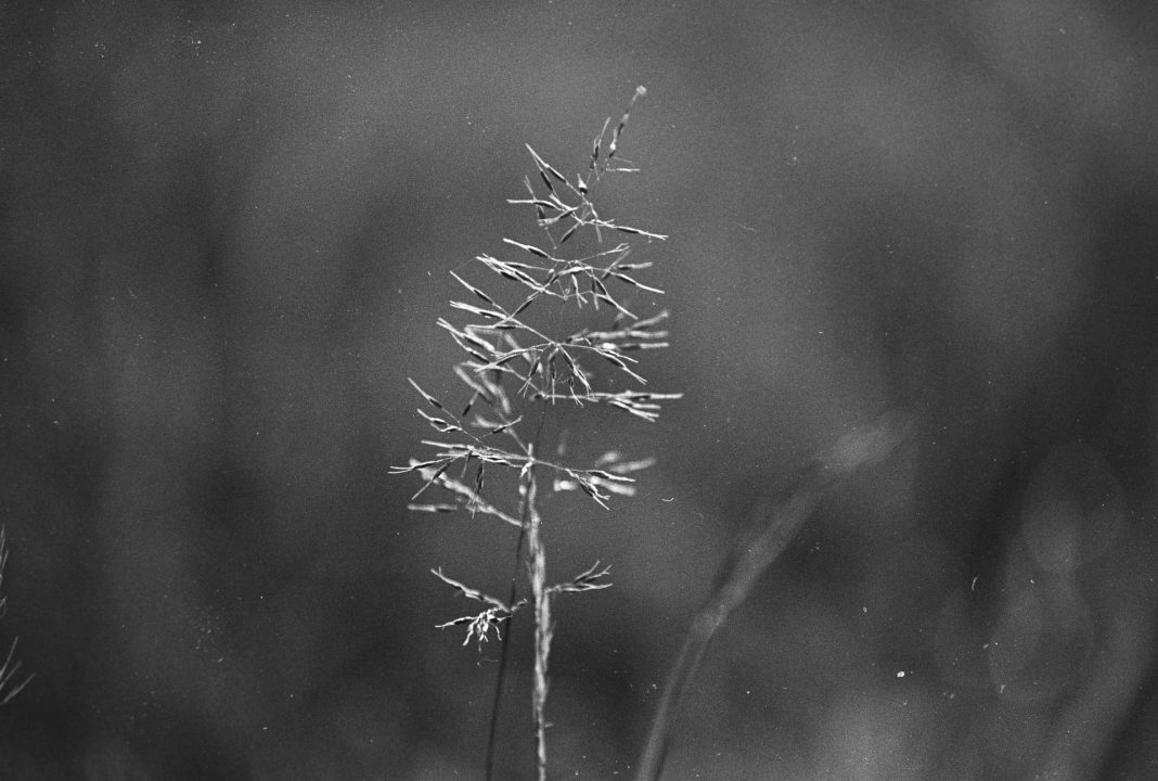 macro-argentique-3 Graminée qui se développe dans mon jardin parce que j'ai laissé une partie poussé en ne le tondant pas. macro argentique