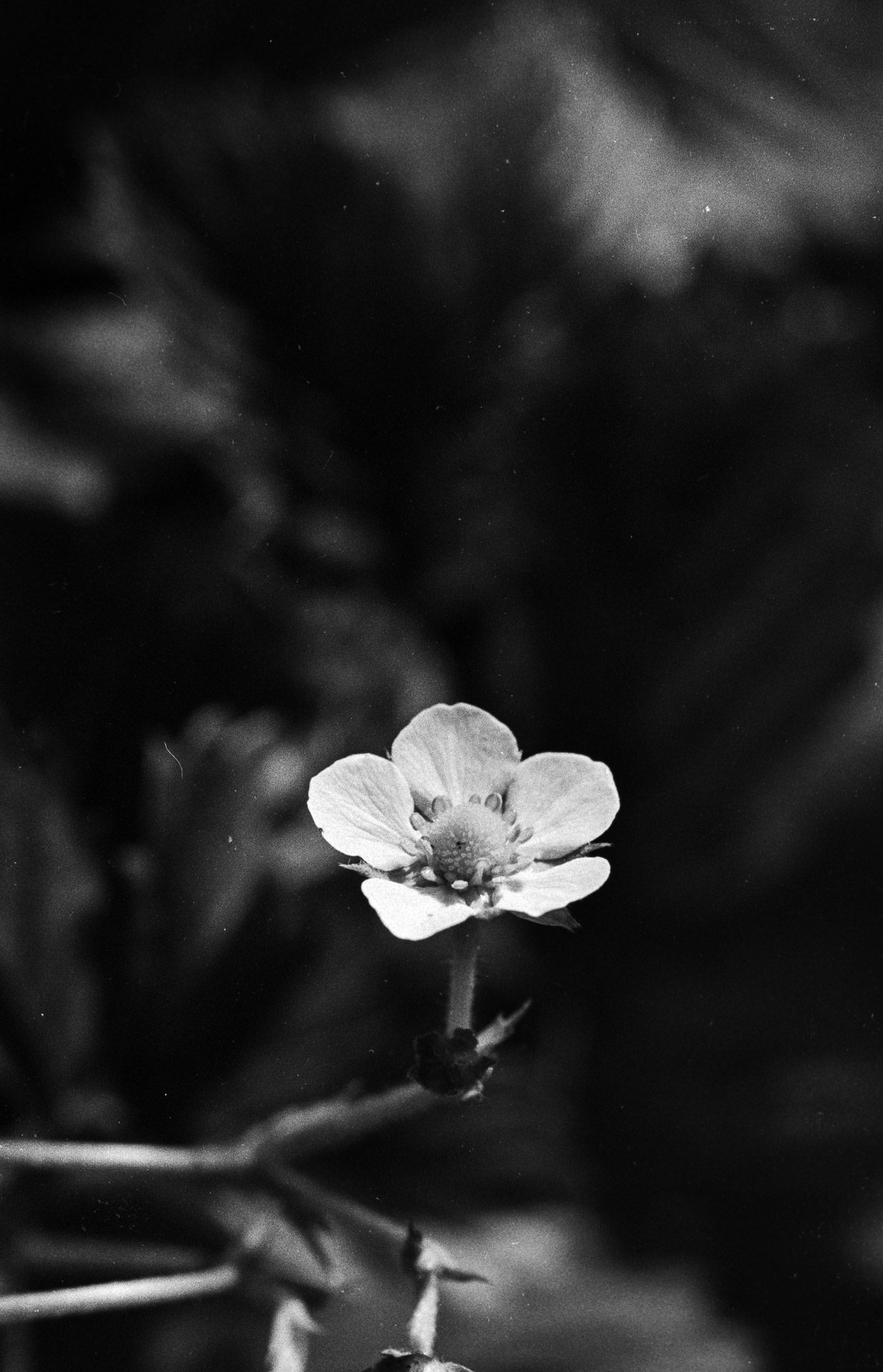 Renoncule ou bouton d'or. macro argentique