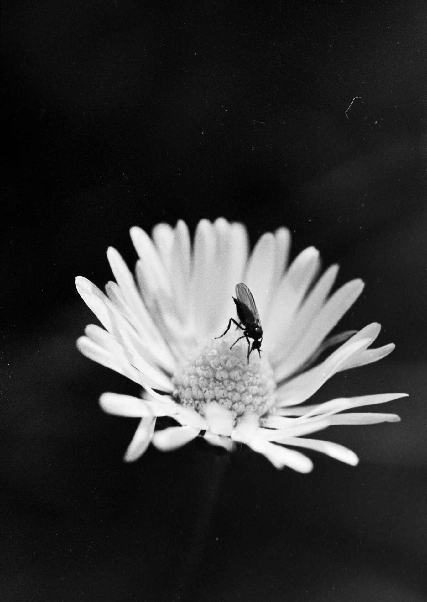 Pâquerette avec une petite mouche dessus.