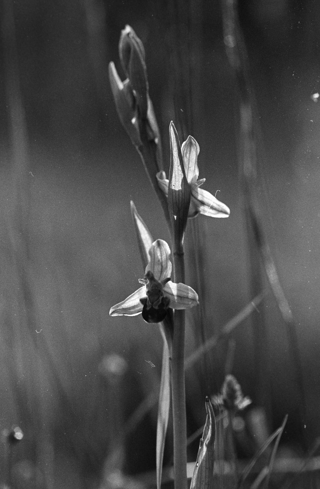 Orchidée.