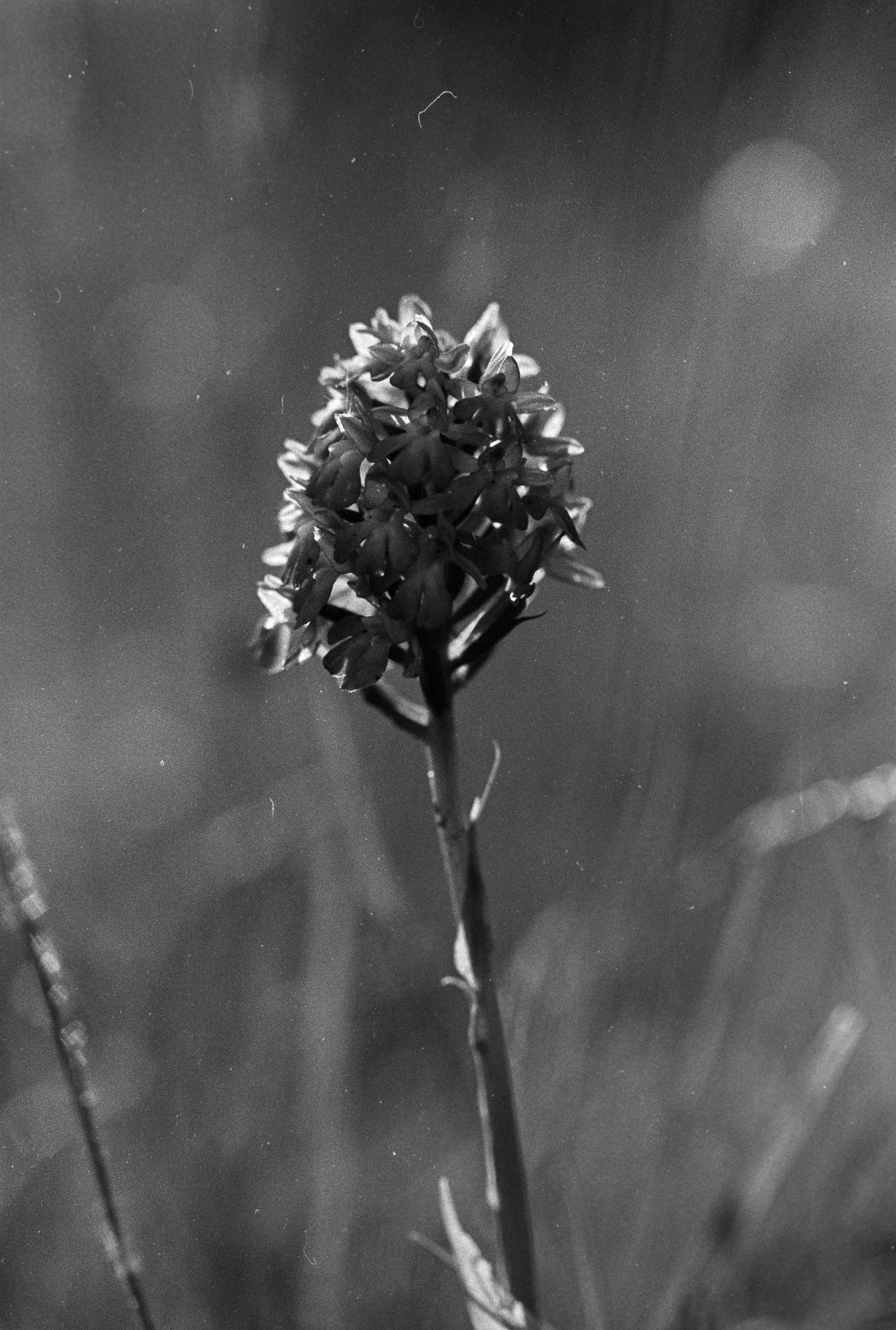 Orchidée.