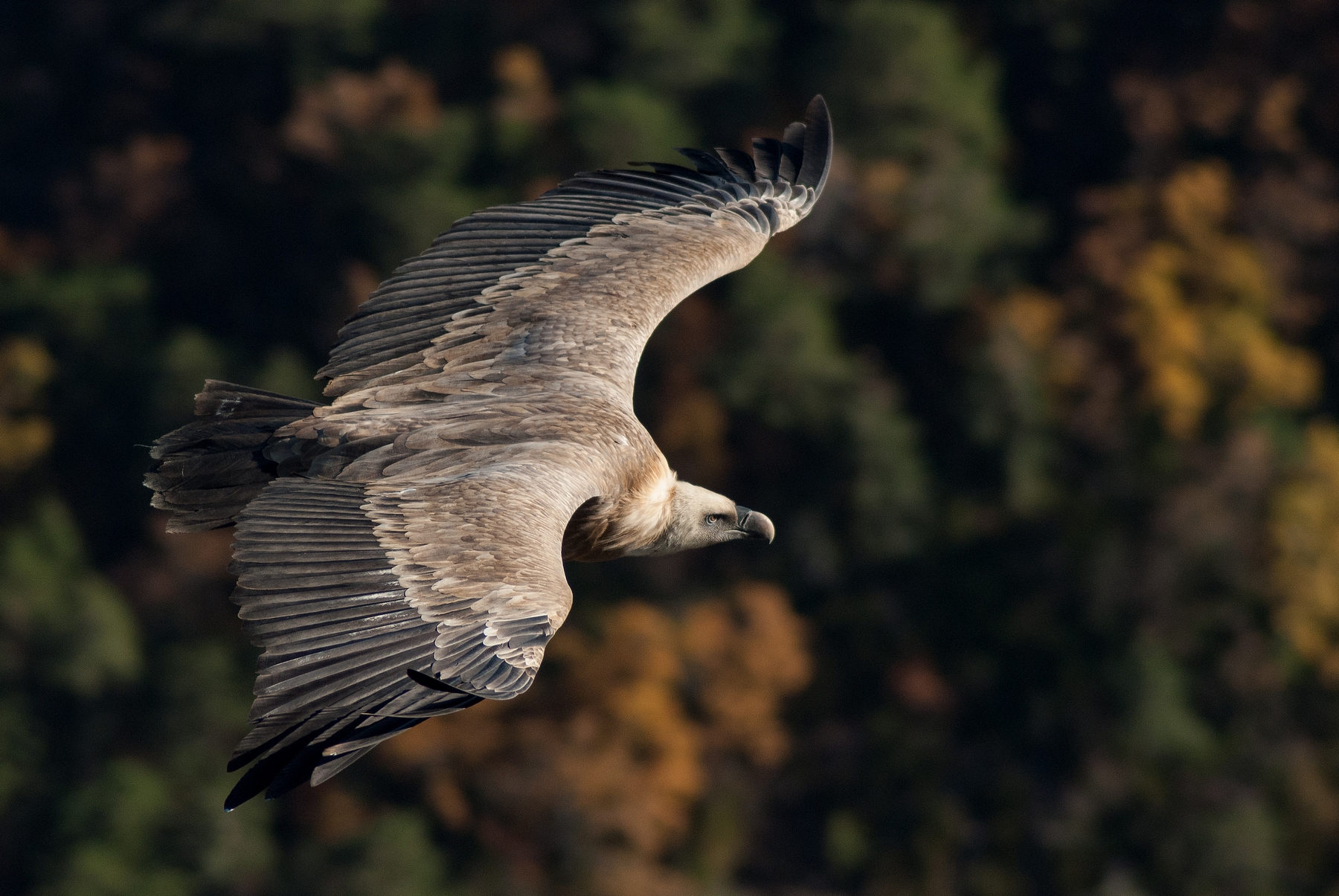 Vautour fauve adulte, gorges du Verdon.