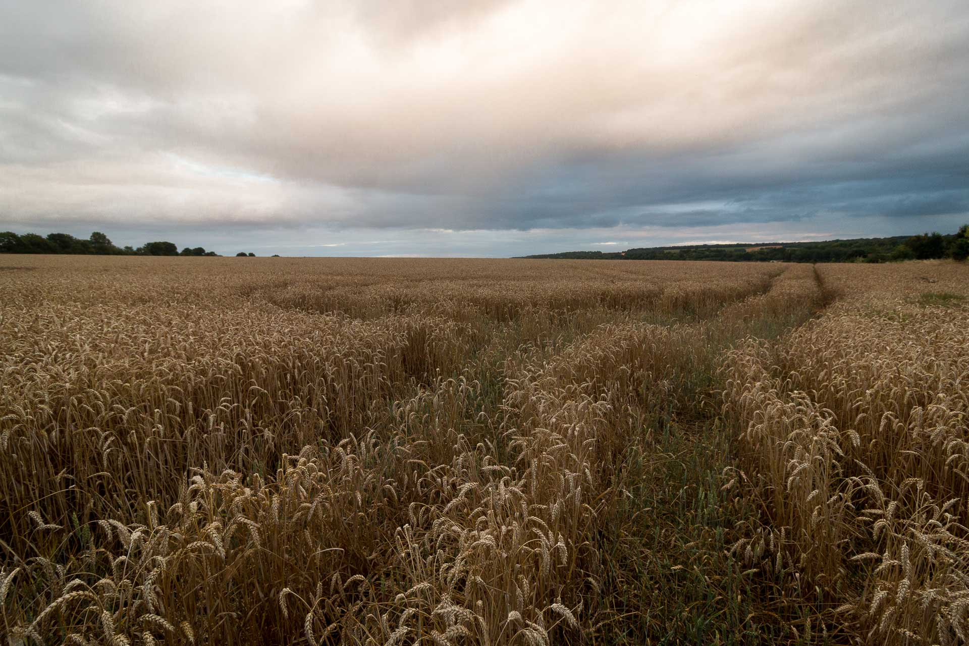 Le classique de l'été : les champs de blé en fin de journée