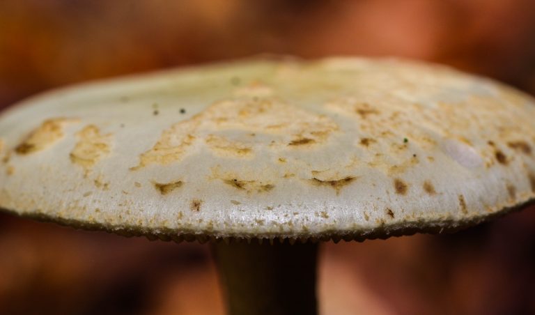 T’as photographié quoi avec tes pieds ? Macro et autres douceurs [partie 1]