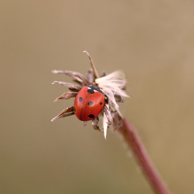 TPQ ? #8 Macro d’automne – Partie 2