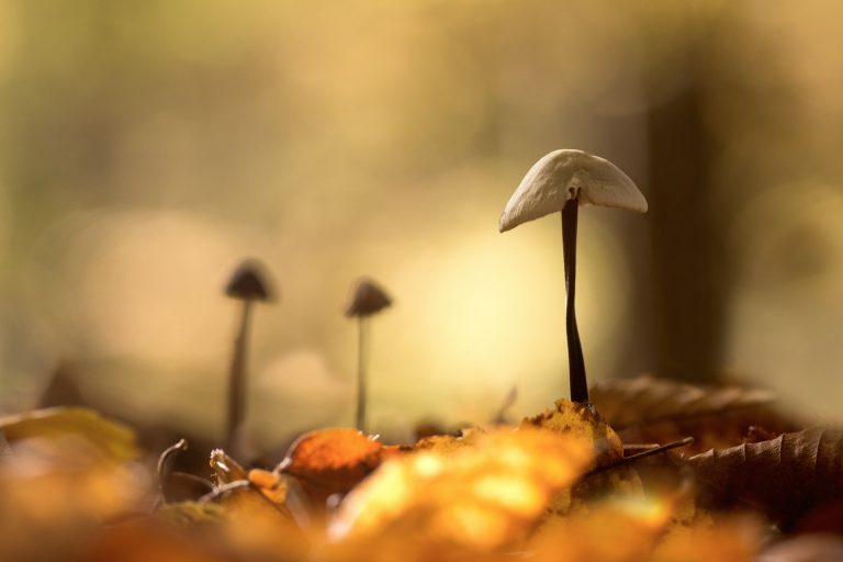 TPQ ? #8 Macro d’automne – Partie 1