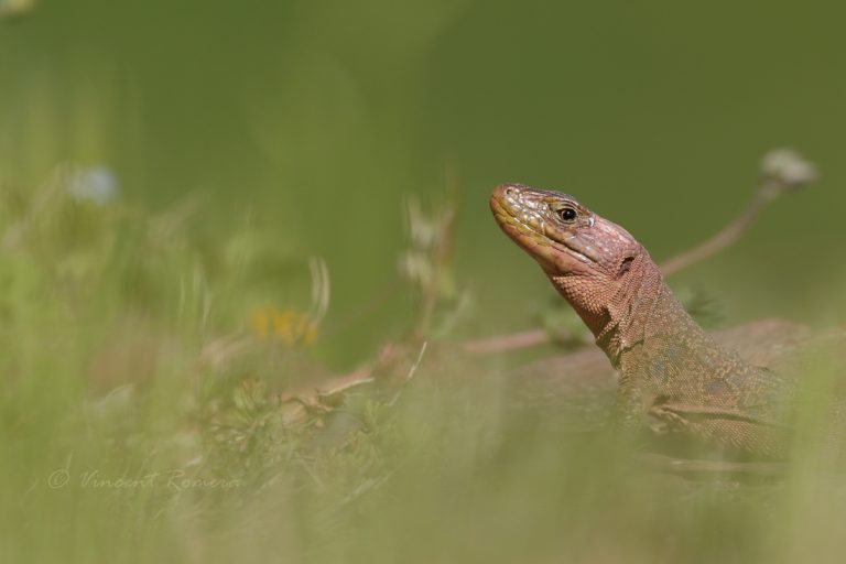 Le Lézard ocellé