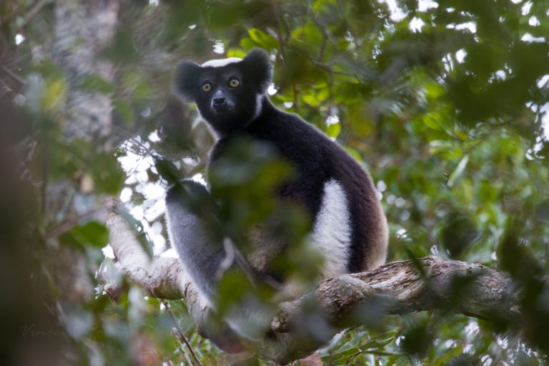 Vohimana : paradis naturel en sursis