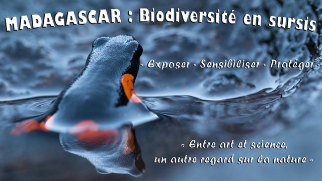 [Appel aux dons] Madagascar : biodiversité en sursis
